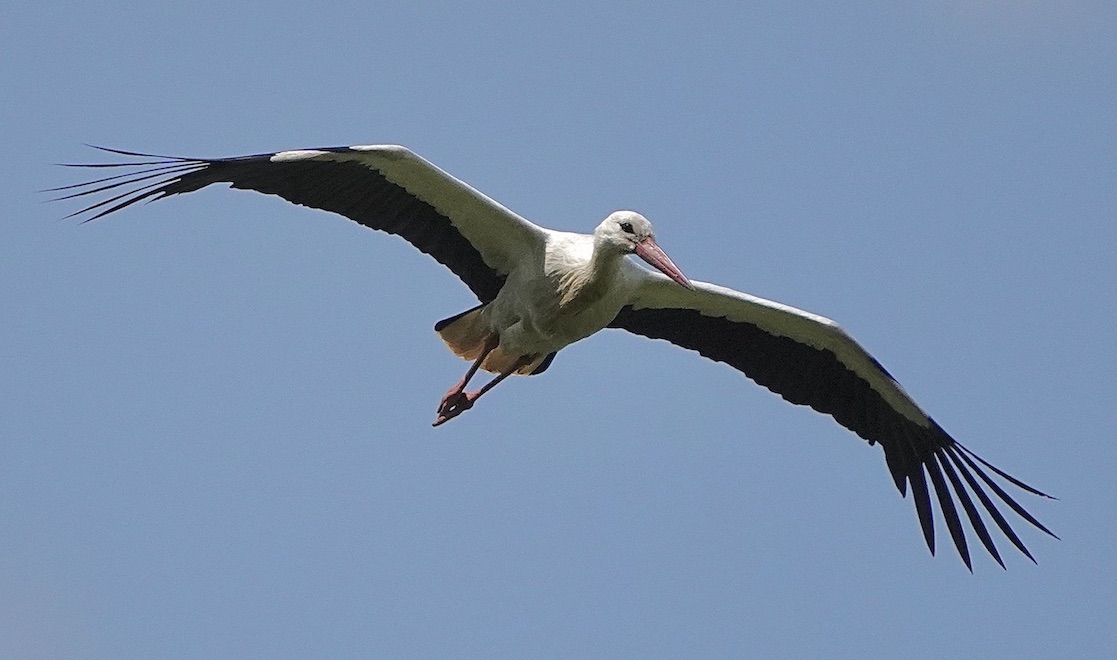 white stork